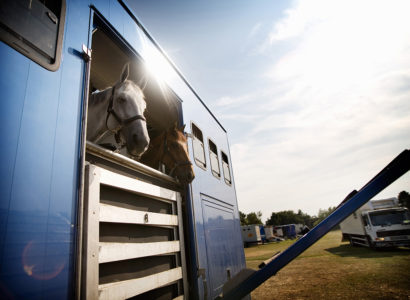 transport des chevaux