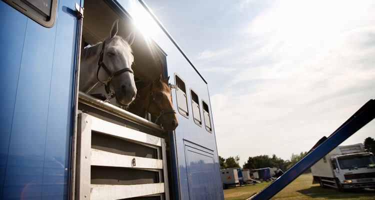 transport des chevaux