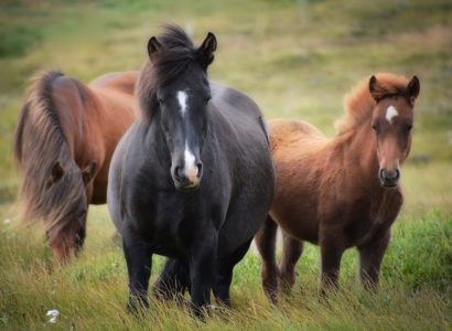 transporter son cheval