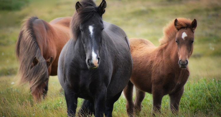 transporter son cheval